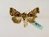  (Thysanoplusia rectilinea - BC ZSM Lep 48757)  @13 [ ] CreativeCommons - Attribution Non-Commercial Share-Alike (2011) Axel Hausmann/Bavarian State Collection of Zoology (ZSM) SNSB, Zoologische Staatssammlung Muenchen