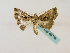  ( - BC ZSM Lep 48758)  @12 [ ] CreativeCommons - Attribution Non-Commercial Share-Alike (2011) Axel Hausmann/Bavarian State Collection of Zoology (ZSM) SNSB, Zoologische Staatssammlung Muenchen