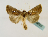  (Thysanoplusia chalcedona - BC ZSM Lep 48764)  @14 [ ] CreativeCommons - Attribution Non-Commercial Share-Alike (2011) Axel Hausmann/Bavarian State Collection of Zoology (ZSM) SNSB, Zoologische Staatssammlung Muenchen