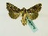  ( - BC ZSM Lep 48766)  @13 [ ] CreativeCommons - Attribution Non-Commercial Share-Alike (2011) Axel Hausmann/Bavarian State Collection of Zoology (ZSM) SNSB, Zoologische Staatssammlung Muenchen