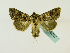  ( - BC ZSM Lep 48767)  @13 [ ] CreativeCommons - Attribution Non-Commercial Share-Alike (2011) Axel Hausmann/Bavarian State Collection of Zoology (ZSM) SNSB, Zoologische Staatssammlung Muenchen