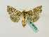  ( - BC ZSM Lep 48768)  @13 [ ] CreativeCommons - Attribution Non-Commercial Share-Alike (2011) Axel Hausmann/Bavarian State Collection of Zoology (ZSM) SNSB, Zoologische Staatssammlung Muenchen