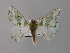  ( - BC ZSM Lep 59716)  @14 [ ] CreativeCommons - Attribution Non-Commercial Share-Alike (2011) Axel Hausmann/Bavarian State Collection of Zoology (ZSM) SNSB, Zoologische Staatssammlung Muenchen