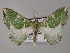  ( - BC ZSM Lep 59749)  @14 [ ] CreativeCommons - Attribution Non-Commercial Share-Alike (2011) Axel Hausmann/Bavarian State Collection of Zoology (ZSM) SNSB, Zoologische Staatssammlung Muenchen
