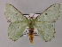  ( - BC ZSM Lep 59777)  @11 [ ] CreativeCommons - Attribution Non-Commercial Share-Alike (2011) Axel Hausmann/Bavarian State Collection of Zoology (ZSM) SNSB, Zoologische Staatssammlung Muenchen