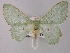  ( - BC ZSM Lep 59780)  @11 [ ] CreativeCommons - Attribution Non-Commercial Share-Alike (2011) Axel Hausmann/Bavarian State Collection of Zoology (ZSM) SNSB, Zoologische Staatssammlung Muenchen