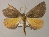  ( - BC ZSM Lep 59789)  @13 [ ] CreativeCommons - Attribution Non-Commercial Share-Alike (2011) Axel Hausmann/Bavarian State Collection of Zoology (ZSM) SNSB, Zoologische Staatssammlung Muenchen