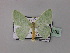  ( - BC ZSM Lep 59792)  @13 [ ] CreativeCommons - Attribution Non-Commercial Share-Alike (2011) Axel Hausmann/Bavarian State Collection of Zoology (ZSM) SNSB, Zoologische Staatssammlung Muenchen