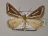 (Pseudomaenas leucograpta - BC ZSM Lep 59796)  @13 [ ] CreativeCommons - Attribution Non-Commercial Share-Alike (2011) Axel Hausmann/Bavarian State Collection of Zoology (ZSM) SNSB, Zoologische Staatssammlung Muenchen