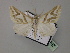  (Pseudomaenas turneri - BC ZSM Lep 59797)  @12 [ ] CreativeCommons - Attribution Non-Commercial Share-Alike (2011) Axel Hausmann/Bavarian State Collection of Zoology (ZSM) SNSB, Zoologische Staatssammlung Muenchen