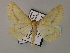  (Aspitates illepidata - BC ZSM Lep 59799)  @12 [ ] CreativeCommons - Attribution Non-Commercial Share-Alike (2011) Axel Hausmann/Bavarian State Collection of Zoology (ZSM) SNSB, Zoologische Staatssammlung Muenchen