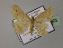  ( - BC ZSM Lep 59802)  @11 [ ] CreativeCommons - Attribution Non-Commercial Share-Alike (2011) Axel Hausmann/Bavarian State Collection of Zoology (ZSM) SNSB, Zoologische Staatssammlung Muenchen