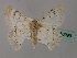  ( - BC ZSM Lep 60093)  @11 [ ] CreativeCommons - Attribution Non-Commercial Share-Alike (2011) Axel Hausmann/Bavarian State Collection of Zoology (ZSM) SNSB, Zoologische Staatssammlung Muenchen