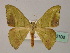  (Hypocoela AH01 - BC ZSM Lep 60108)  @11 [ ] CreativeCommons - Attribution Non-Commercial Share-Alike (2011) Axel Hausmann/Bavarian State Collection of Zoology (ZSM) SNSB, Zoologische Staatssammlung Muenchen