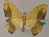  (Hypocoela AH02 - BC ZSM Lep 60109)  @11 [ ] CreativeCommons - Attribution Non-Commercial Share-Alike (2011) Axel Hausmann/Bavarian State Collection of Zoology (ZSM) SNSB, Zoologische Staatssammlung Muenchen