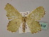  (Perithalera - BC ZSM Lep 60110)  @14 [ ] CreativeCommons - Attribution Non-Commercial Share-Alike (2011) Axel Hausmann/Bavarian State Collection of Zoology (ZSM) SNSB, Zoologische Staatssammlung Muenchen
