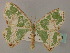  (Archichlora AH02 - BC ZSM Lep 60112)  @11 [ ] CreativeCommons - Attribution Non-Commercial Share-Alike (2011) Axel Hausmann/Bavarian State Collection of Zoology (ZSM) SNSB, Zoologische Staatssammlung Muenchen