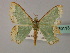  (Archichlora AH03 - BC ZSM Lep 60113)  @11 [ ] CreativeCommons - Attribution Non-Commercial Share-Alike (2011) Axel Hausmann/Bavarian State Collection of Zoology (ZSM) SNSB, Zoologische Staatssammlung Muenchen