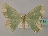  (Archichlora AH05 - BC ZSM Lep 60115)  @11 [ ] CreativeCommons - Attribution Non-Commercial Share-Alike (2011) Axel Hausmann/Bavarian State Collection of Zoology (ZSM) SNSB, Zoologische Staatssammlung Muenchen