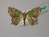  ( - BC ZSM Lep 60121)  @11 [ ] CreativeCommons - Attribution Non-Commercial Share-Alike (2011) Axel Hausmann/Bavarian State Collection of Zoology (ZSM) SNSB, Zoologische Staatssammlung Muenchen