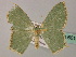  (Antharmostes AH03 - BC ZSM Lep 60125)  @13 [ ] CreativeCommons - Attribution Non-Commercial Share-Alike (2011) Axel Hausmann/Bavarian State Collection of Zoology (ZSM) SNSB, Zoologische Staatssammlung Muenchen