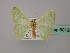  ( - BC ZSM Lep 60126)  @11 [ ] CreativeCommons - Attribution Non-Commercial Share-Alike (2011) Axel Hausmann/Bavarian State Collection of Zoology (ZSM) SNSB, Zoologische Staatssammlung Muenchen