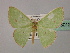  (Comibaena AH02 - BC ZSM Lep 60127)  @11 [ ] CreativeCommons - Attribution Non-Commercial Share-Alike (2011) Axel Hausmann/Bavarian State Collection of Zoology (ZSM) SNSB, Zoologische Staatssammlung Muenchen