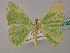  (Comibaena AH04 - BC ZSM Lep 60129)  @11 [ ] CreativeCommons - Attribution Non-Commercial Share-Alike (2011) Axel Hausmann/Bavarian State Collection of Zoology (ZSM) SNSB, Zoologische Staatssammlung Muenchen