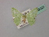  (Comibaena AH05 - BC ZSM Lep 60130)  @11 [ ] CreativeCommons - Attribution Non-Commercial Share-Alike (2011) Axel Hausmann/Bavarian State Collection of Zoology (ZSM) SNSB, Zoologische Staatssammlung Muenchen