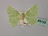  (Comibaena AH06 - BC ZSM Lep 60133)  @11 [ ] CreativeCommons - Attribution Non-Commercial Share-Alike (2011) Axel Hausmann/Bavarian State Collection of Zoology (ZSM) SNSB, Zoologische Staatssammlung Muenchen