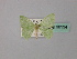  (Comibaena AH07 - BC ZSM Lep 60134)  @11 [ ] CreativeCommons - Attribution Non-Commercial Share-Alike (2011) Axel Hausmann/Bavarian State Collection of Zoology (ZSM) SNSB, Zoologische Staatssammlung Muenchen