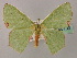  ( - BC ZSM Lep 60139)  @11 [ ] CreativeCommons - Attribution Non-Commercial Share-Alike (2011) Axel Hausmann/Bavarian State Collection of Zoology (ZSM) SNSB, Zoologische Staatssammlung Muenchen