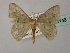  ( - BC ZSM Lep 60146)  @11 [ ] CreativeCommons - Attribution Non-Commercial Share-Alike (2011) Axel Hausmann/Bavarian State Collection of Zoology (ZSM) SNSB, Zoologische Staatssammlung Muenchen