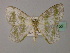  (Epigelasma AH02 - BC ZSM Lep 60155)  @11 [ ] CreativeCommons - Attribution Non-Commercial Share-Alike (2011) Axel Hausmann/Bavarian State Collection of Zoology (ZSM) SNSB, Zoologische Staatssammlung Muenchen