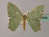  (Antharmostes AH04 - BC ZSM Lep 60158)  @11 [ ] CreativeCommons - Attribution Non-Commercial Share-Alike (2011) Axel Hausmann/Bavarian State Collection of Zoology (ZSM) SNSB, Zoologische Staatssammlung Muenchen