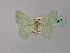  ( - BC ZSM Lep 60167)  @11 [ ] CreativeCommons - Attribution Non-Commercial Share-Alike (2011) Axel Hausmann/Bavarian State Collection of Zoology (ZSM) SNSB, Zoologische Staatssammlung Muenchen