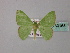  (Comibaena AH09 - BC ZSM Lep 60168)  @11 [ ] CreativeCommons - Attribution Non-Commercial Share-Alike (2011) Axel Hausmann/Bavarian State Collection of Zoology (ZSM) SNSB, Zoologische Staatssammlung Muenchen
