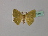  (Hypocoela mannophora - BC ZSM Lep 60171)  @13 [ ] CreativeCommons - Attribution Non-Commercial Share-Alike (2011) Axel Hausmann/Bavarian State Collection of Zoology (ZSM) SNSB, Zoologische Staatssammlung Muenchen
