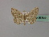  ( - BC ZSM Lep 60180)  @11 [ ] CreativeCommons - Attribution Non-Commercial Share-Alike (2011) Axel Hausmann/Bavarian State Collection of Zoology (ZSM) SNSB, Zoologische Staatssammlung Muenchen