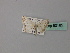  ( - BC ZSM Lep 60185)  @11 [ ] CreativeCommons - Attribution Non-Commercial Share-Alike (2011) Axel Hausmann/Bavarian State Collection of Zoology (ZSM) SNSB, Zoologische Staatssammlung Muenchen