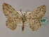  (Zeuctoboarmia AH01 - BC ZSM Lep 60297)  @14 [ ] CreativeCommons - Attribution Non-Commercial Share-Alike (2011) Axel Hausmann/Bavarian State Collection of Zoology (ZSM) SNSB, Zoologische Staatssammlung Muenchen
