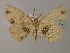  ( - BC ZSM Lep 60299)  @13 [ ] CreativeCommons - Attribution Non-Commercial Share-Alike (2011) Axel Hausmann/Bavarian State Collection of Zoology (ZSM) SNSB, Zoologische Staatssammlung Muenchen