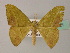  (Hypocoela subfulvaAH01Gh - BC ZSM Lep 60321)  @14 [ ] CreativeCommons - Attribution Non-Commercial Share-Alike (2011) Axel Hausmann/Bavarian State Collection of Zoology (ZSM) SNSB, Zoologische Staatssammlung Muenchen