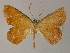  ( - BC ZSM Lep 60336)  @11 [ ] CreativeCommons - Attribution Non-Commercial Share-Alike (2011) Axel Hausmann/Bavarian State Collection of Zoology (ZSM) SNSB, Zoologische Staatssammlung Muenchen