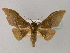  ( - BC ZSM Lep 60343)  @14 [ ] CreativeCommons - Attribution Non-Commercial Share-Alike (2011) Axel Hausmann/Bavarian State Collection of Zoology (ZSM) SNSB, Zoologische Staatssammlung Muenchen
