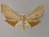 ( - BC ZSM Lep 60352)  @11 [ ] CreativeCommons - Attribution Non-Commercial Share-Alike (2011) Axel Hausmann/Bavarian State Collection of Zoology (ZSM) SNSB, Zoologische Staatssammlung Muenchen