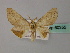  ( - BC ZSM Lep 60355)  @13 [ ] CreativeCommons - Attribution Non-Commercial Share-Alike (2011) Axel Hausmann/Bavarian State Collection of Zoology (ZSM) SNSB, Zoologische Staatssammlung Muenchen