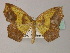  (Epigynopteryx BOLD:AAP3179 - BC ZSM Lep 60359)  @14 [ ] CreativeCommons - Attribution Non-Commercial Share-Alike (2011) Axel Hausmann/Bavarian State Collection of Zoology (ZSM) SNSB, Zoologische Staatssammlung Muenchen