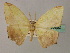  ( - BC ZSM Lep 60362)  @11 [ ] CreativeCommons - Attribution Non-Commercial Share-Alike (2011) Axel Hausmann/Bavarian State Collection of Zoology (ZSM) SNSB, Zoologische Staatssammlung Muenchen