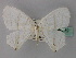  ( - BC ZSM Lep 60372)  @14 [ ] CreativeCommons - Attribution Non-Commercial Share-Alike (2011) Axel Hausmann/Bavarian State Collection of Zoology (ZSM) SNSB, Zoologische Staatssammlung Muenchen